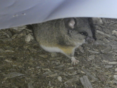 Peromyscus californicus