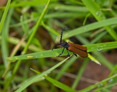 Trichalus semicostatus