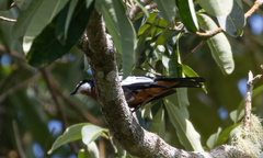 Lalage aurea