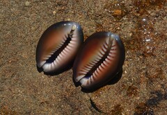 Monetaria caputserpentis