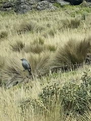 Geospizopsis unicolor