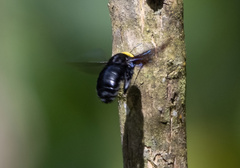 Xylocopa coronata