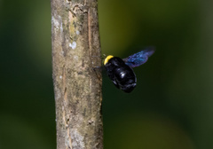 Xylocopa coronata