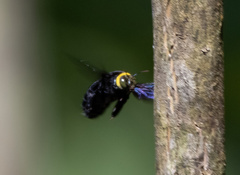 Xylocopa coronata