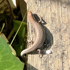 Lampropholis