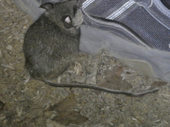 Peromyscus californicus
