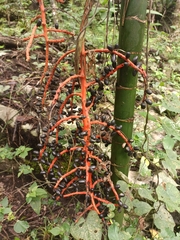 Chamaedorea tepejilote