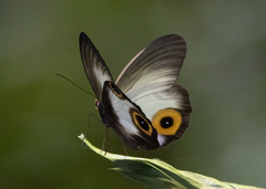 Taenaris macrops