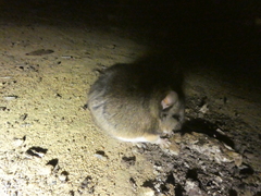 Peromyscus californicus