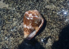 Conus coronatus