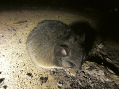 Peromyscus californicus