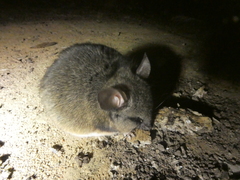 Peromyscus californicus