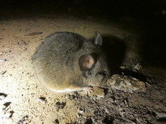 Peromyscus californicus