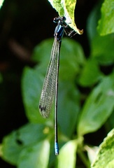Esme mudiensis