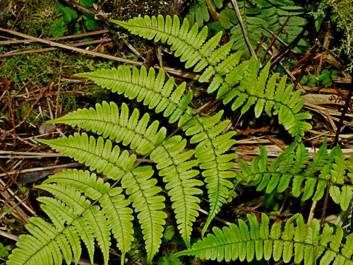 Dryopteris ryo-itoana iNat (3)