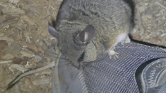 Peromyscus californicus