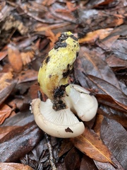 Gomphidius oregonensis