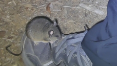 Peromyscus californicus