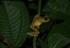 Boana platanera