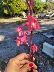 Watsonia borbonica