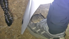 Peromyscus californicus