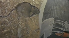 Peromyscus californicus