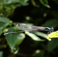 Esme mudiensis