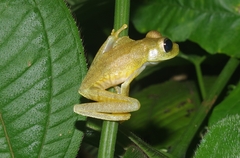 Boana platanera