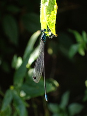 Esme mudiensis