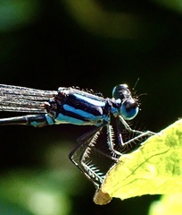 Esme mudiensis