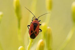 Neocapsus