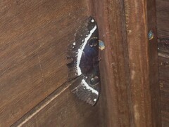 Erebus terminitincta