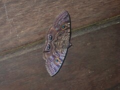 Speiredonia spectans
