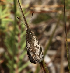Synemon parthenoides