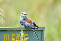 Coracias abyssinicus