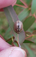 Paropsisterna decolorata