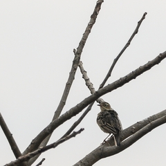 Anthus