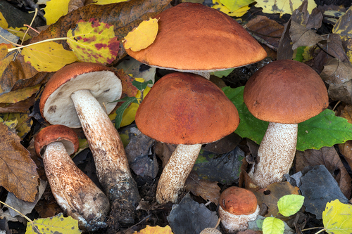 Leccinum aurantiacum (Bull.) Gray