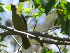 Manorina melanophrys