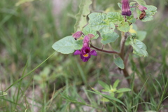 Proboscidea parviflora