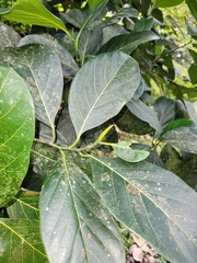 Artocarpus heterophyllus