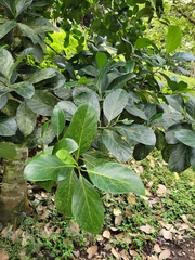 Artocarpus heterophyllus