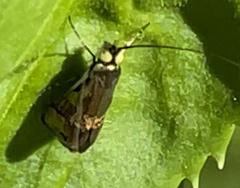 Nemophora
