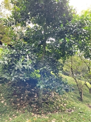 Artocarpus heterophyllus