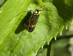 Nemophora