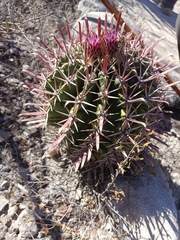 Ferocactus recurvus