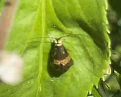 Nemophora