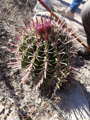 Ferocactus recurvus