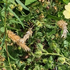 Anthoxanthum odoratum