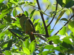 Manorina melanophrys